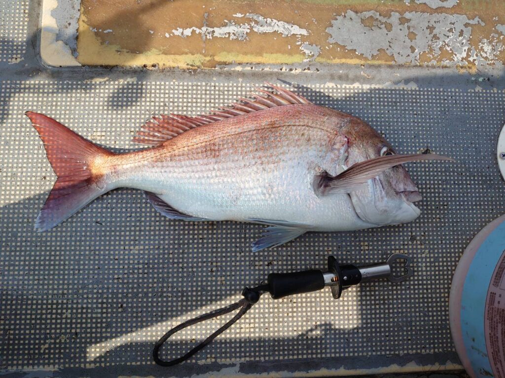 鯛釣り 釣具のビッグウェーブ